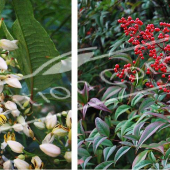 Nandina domestica 2 photos fleur fruit