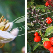 Nandina domestica 2 photos petit fleur fruit