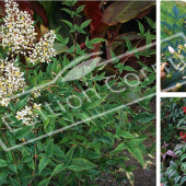 Nandina domestica 3 photos fleur fruit