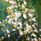 Nandina domestica détail fleur