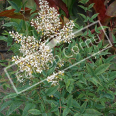 Nandina domestica entier fleur