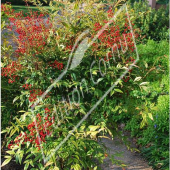 Nandina domestica entier fruit