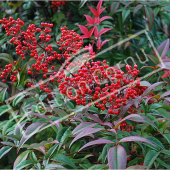 Nandina domestica fruit