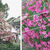 Nerium oleander 2 photos entier fleur rameau fleur