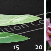 Nerium oleander 2 photos fleur détail
