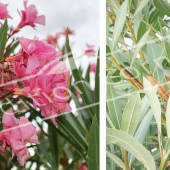 Nerium oleander 2 photos fleur fruit