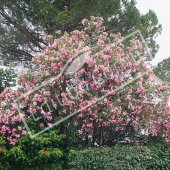 Nerium oleander entier fleuri