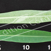 Nerium oleander feuille CM