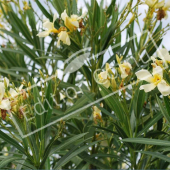 Nerium oleander fleur jaune