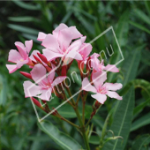 Nerium oleander fleur rose