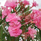 Nerium oleander fleur rouge