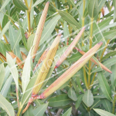 Nerium oleander fruit
