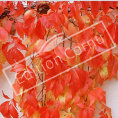 Parthenocissus quinquefolia automne