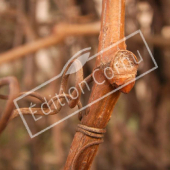 Parthenocissus quinquefolia détail