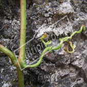 Parthenocissus quinquefolia ventouse