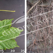 Parthenocissus tricuspidata 2 photos hiver