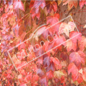 Parthenocissus tricuspidata automne