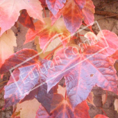 Parthenocissus tricuspidata automne2