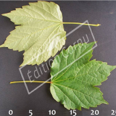 Parthenocissus tricuspidata feuille CM