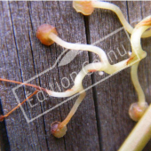 Parthenocissus tricuspidata ventouse