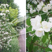 Philadelphus coronarius 2 photos entier rameau fleur