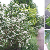 Philadelphus coronarius 3 photos feuilles