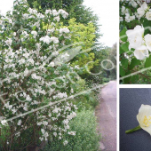 Philadelphus coronarius 3 photos fleur