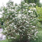 Philadelphus coronarius entier fleuri