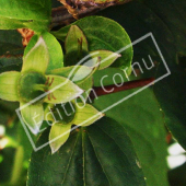 Philadelphus coronarius fruit