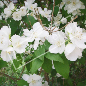 Philadelphus coronarius rameau fleur