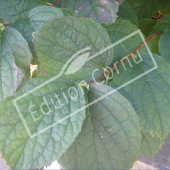 Philadelphus coronarius rameau