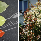 Photinia x fraseri ‘Red Robin’ 2 photos entier fleur