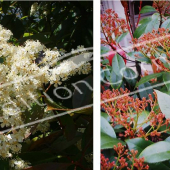 Photinia x fraseri ‘Red Robin’ 2 photos fleur fruit