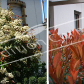 Photinia x fraseri ‘Red Robin’ 2 photos fleur haie rouge