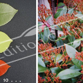 Photinia x fraseri ‘Red Robin’ 2 photos fruit