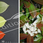 Photinia x fraseri ‘Red Robin’ 2 photos rameau