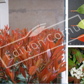 Photinia x fraseri ‘Red Robin’ 3 photos feuilles