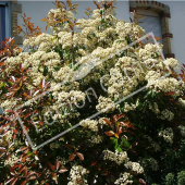 Photinia x fraseri ‘Red Robin’ entier fleur