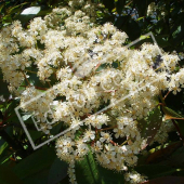 Photinia x fraseri ‘Red Robin’ fleur