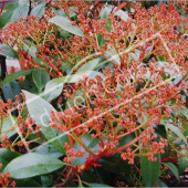 Photinia x fraseri ‘Red Robin’ fruit