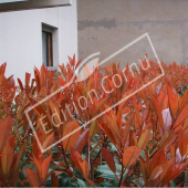 Photinia x fraseri ‘Red Robin’ haie rouge