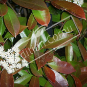 Photinia x fraseri ‘Red Robin’ rameau