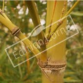 Phyllostachys aurea chaume