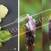 Physocarpus opulifolius 2 photos bourgeon