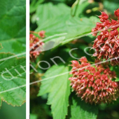 Physocarpus opulifolius 2 photos fleur fruit