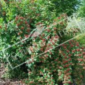 Physocarpus opulifolius entier fruit