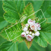 Physocarpus opulifolius fleur