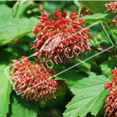 Physocarpus opulifolius fruit