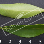 Pieris japonica feuille CM
