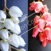 Pieris japonica fleur